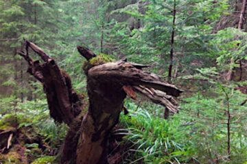 O descoperire incredibilă la Câmpulung Moldovenesc