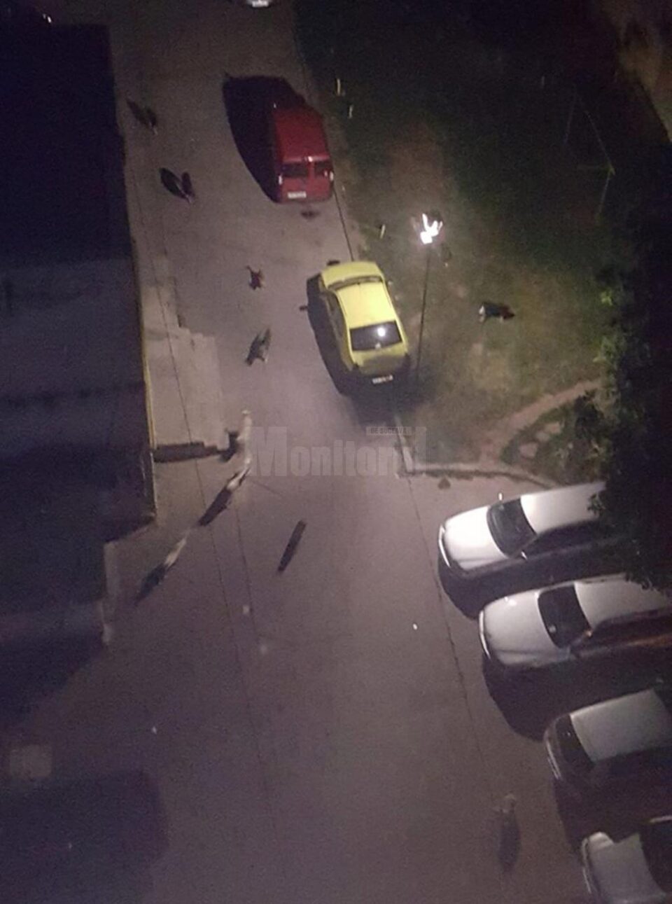 Reducere semnificativă a numărului câinilor vagabonzi de pe străzile Sucevei
