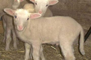 „Chiabur sabotor demascat de muncitorii agricoli”