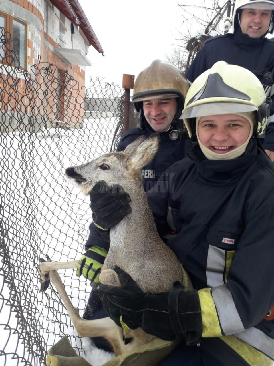 Caprioara a fost salvata de pompieri si eliberata apoi in padure