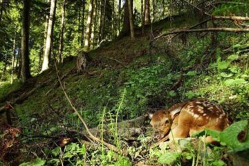 Pui de ciută Foto: Stelian Bodnari - Asociația Wild Bucovina