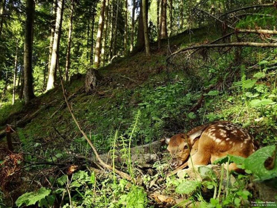 Pui de ciută Foto: Stelian Bodnari - Asociația Wild Bucovina