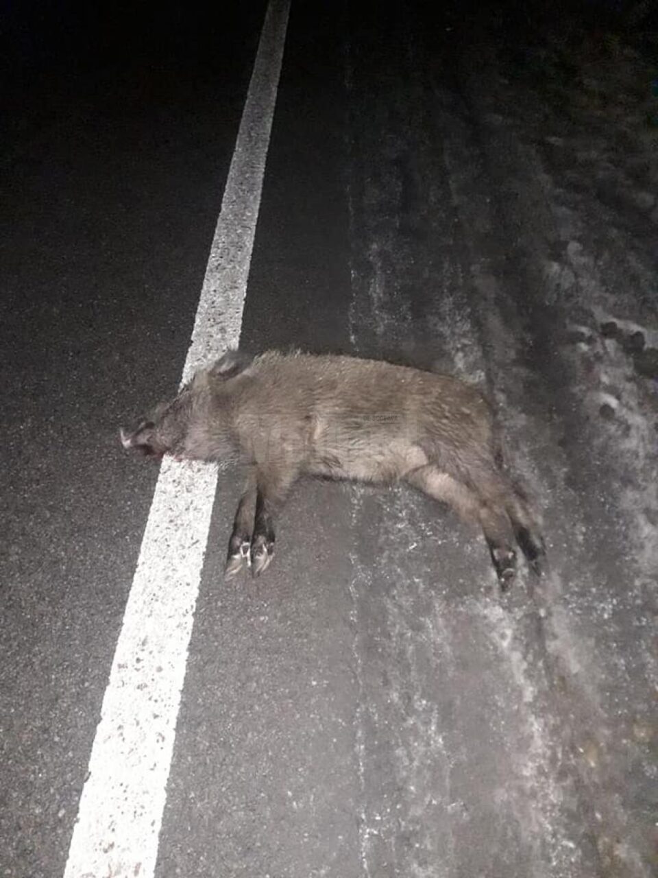 O autoutilitară a intrat într-un mistreț, pe E 85