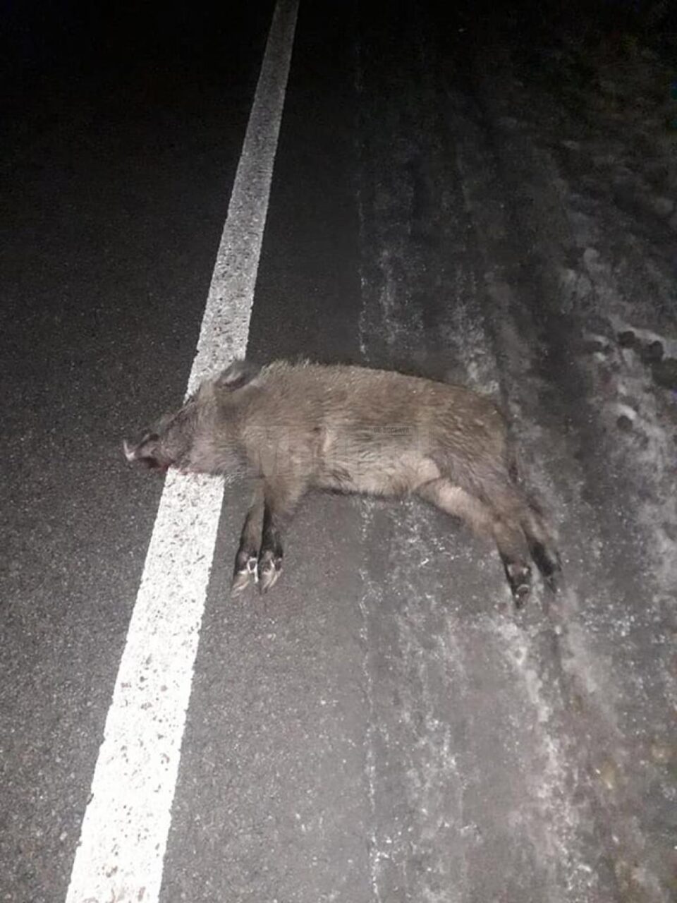 Mistrețul lovit de autoutilitară