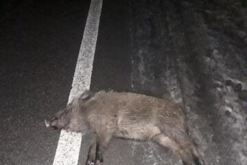 Mistrețul lovit de autoutilitară