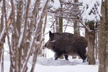 Virusul PPA a fost confirmat la un mistret descoperit la Hudesti