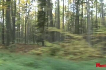 Împărăția mistreților, la Marginea