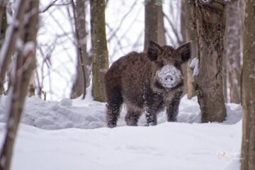 Porc mistreț. Foto: Dragoș Acsani