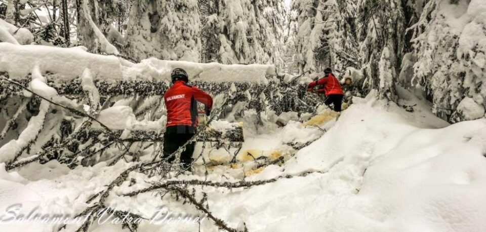 Zeci de arbori înlăturați de salvamontiștii dorneni pentru a redeschide traseul spre cabana și vârful Giumalău