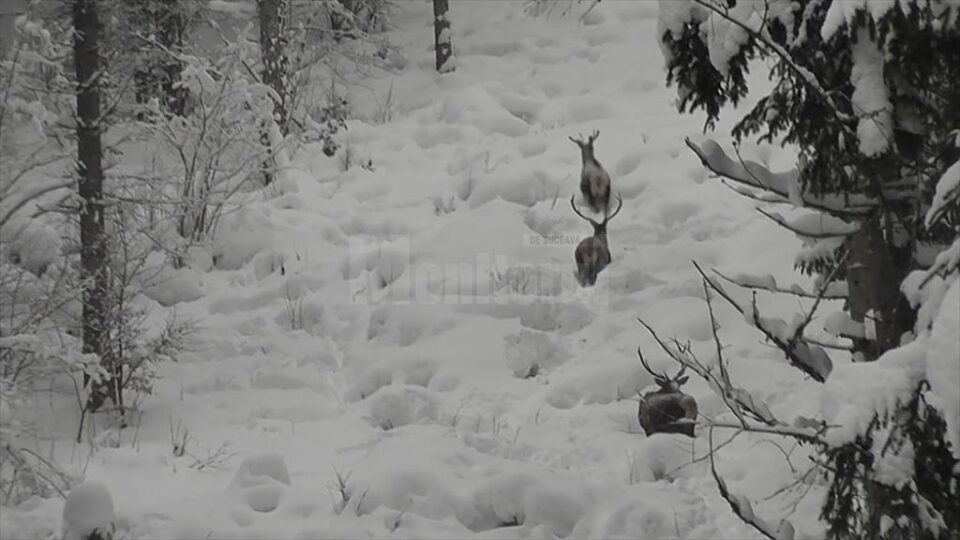 Trei cerbi frumoși, care înfruntă cu greu stratul gros de zăpadă din pădure, filmați în Parcul Național Călimani