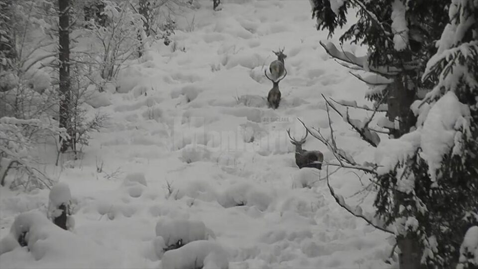 Trei cerbi frumoși, care înfruntă cu greu stratul gros de zăpadă din pădure, filmați în Parcul Național Călimani
