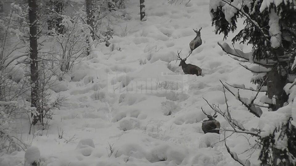 Trei cerbi frumoși, care înfruntă cu greu stratul gros de zăpadă din pădure, filmați în Parcul Național Călimani