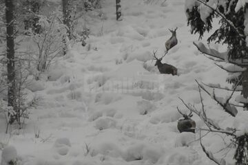 Trei cerbi frumoși, care înfruntă cu greu stratul gros de zăpadă din pădure, filmați în Parcul Național Călimani