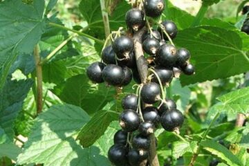 „Cultura coacăzului negru”