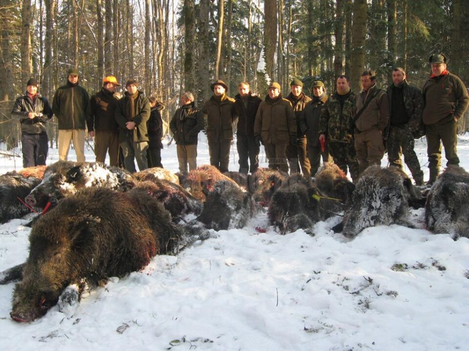 800 de mistreți au fost vânați anul trecut în fondurile cinegetice din județul Suceava