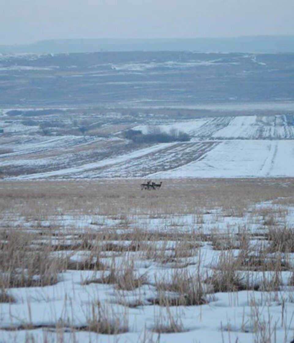 O căprioară albă, extrem de rară, văzută în apropierea Sucevei
