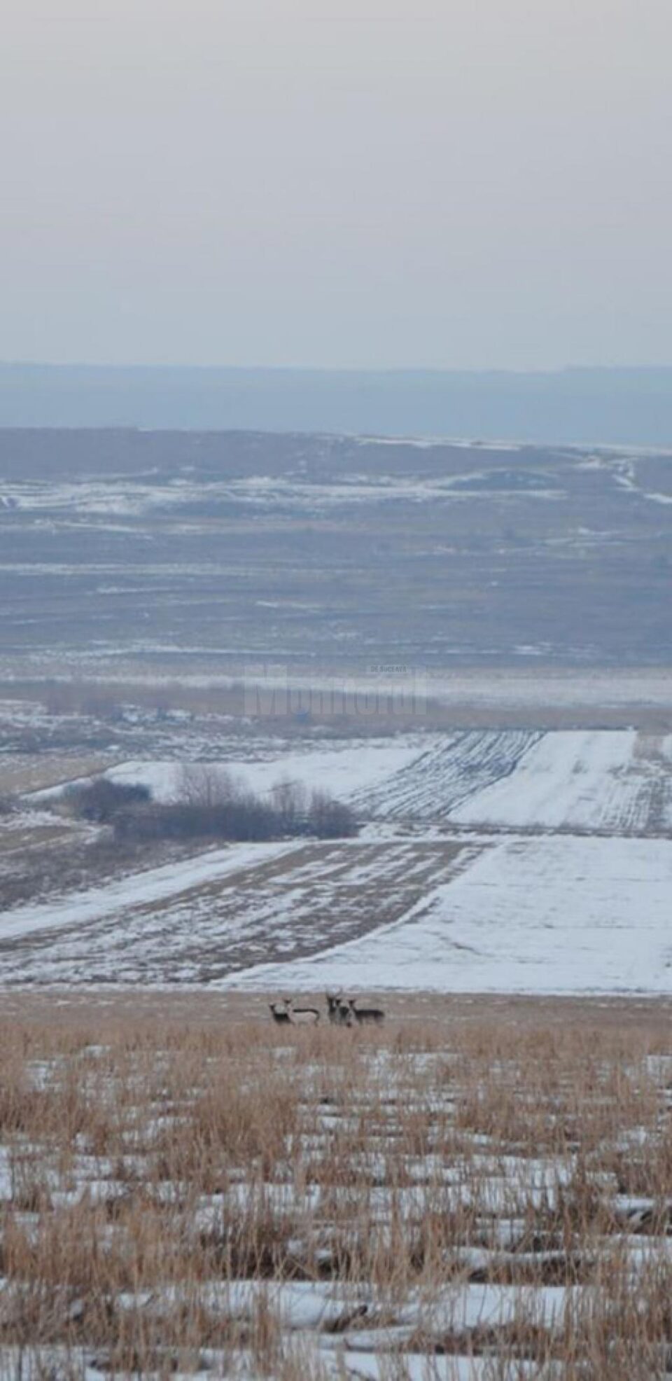 O căprioară albă, extrem de rară, văzută în apropierea Sucevei