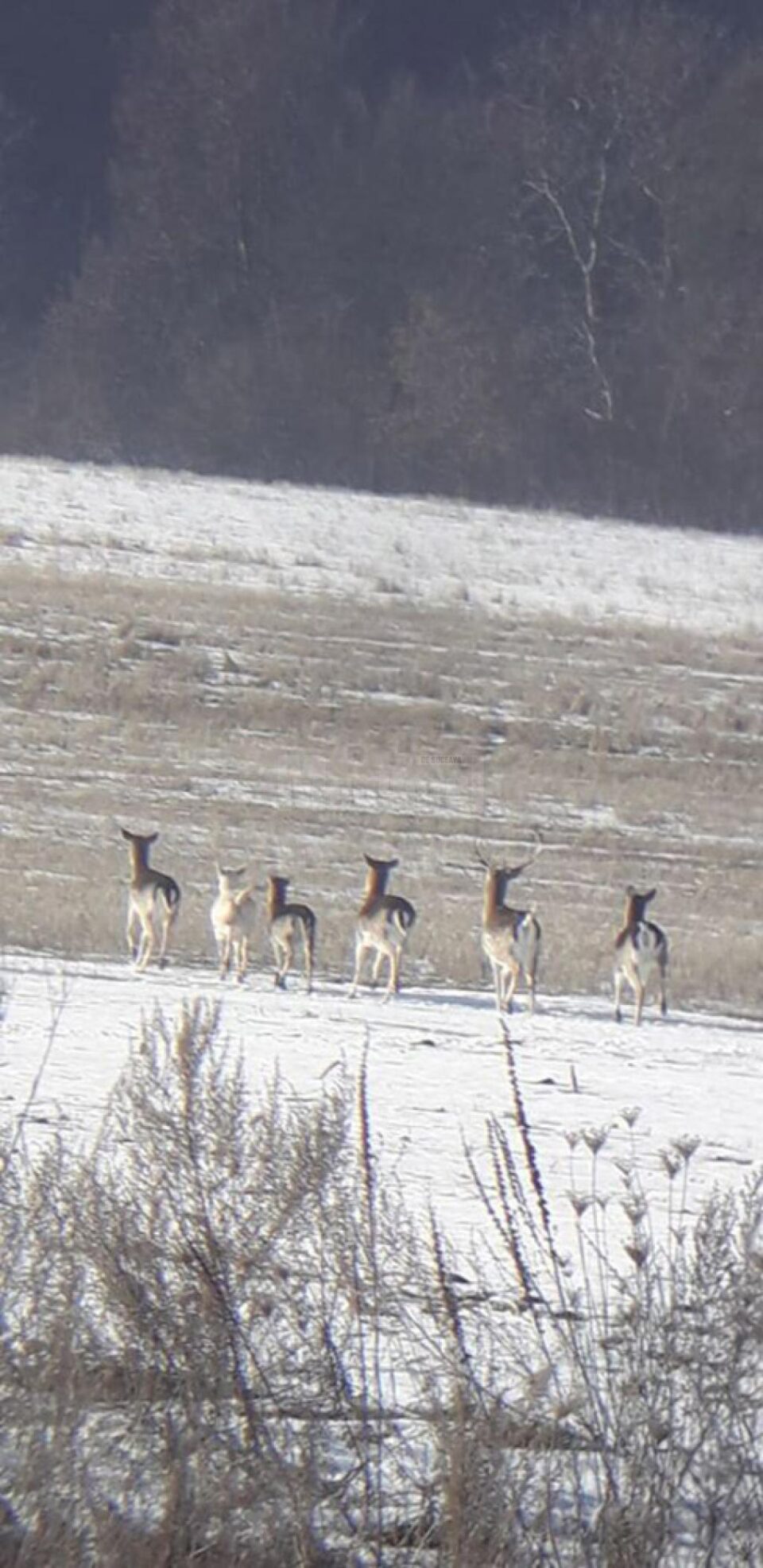 Căprioară albă, extrem de rară, în turma unui cerb lopătar din zona Pătrăuți