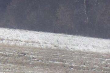 Căprioară albă, extrem de rară, în turma unui cerb lopătar din zona Pătrăuți