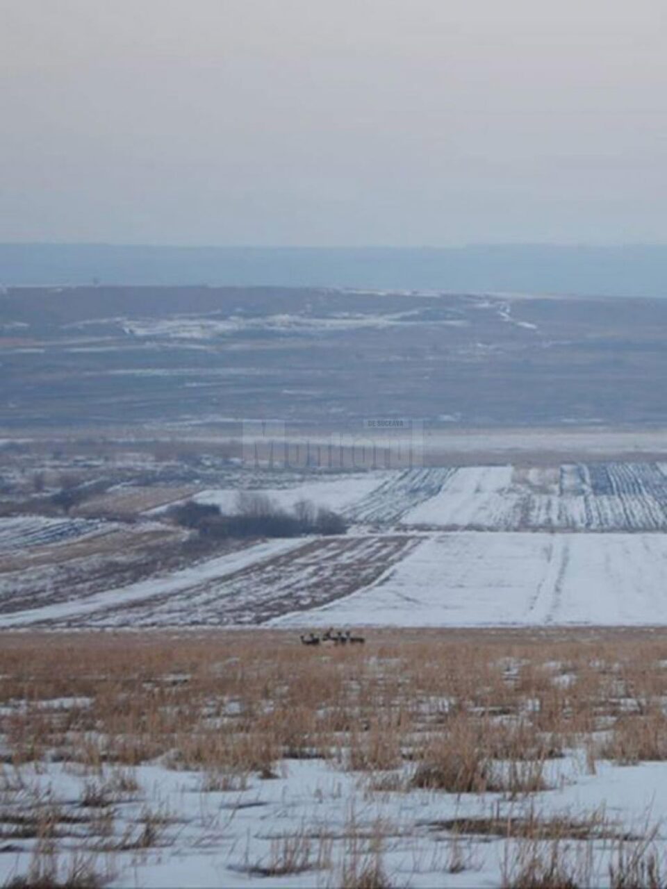 O căprioară albă, extrem de rară, văzută în apropierea Sucevei