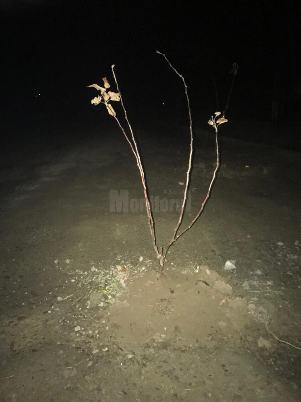 Gropi astupate cu pământ și crengi, pe strada principală din Mitocu Dragomirnei