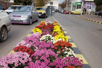 Noua seră care va furniza florile pentru înfrumusețarea străzilor Sucevei va fi construită în 12 luni