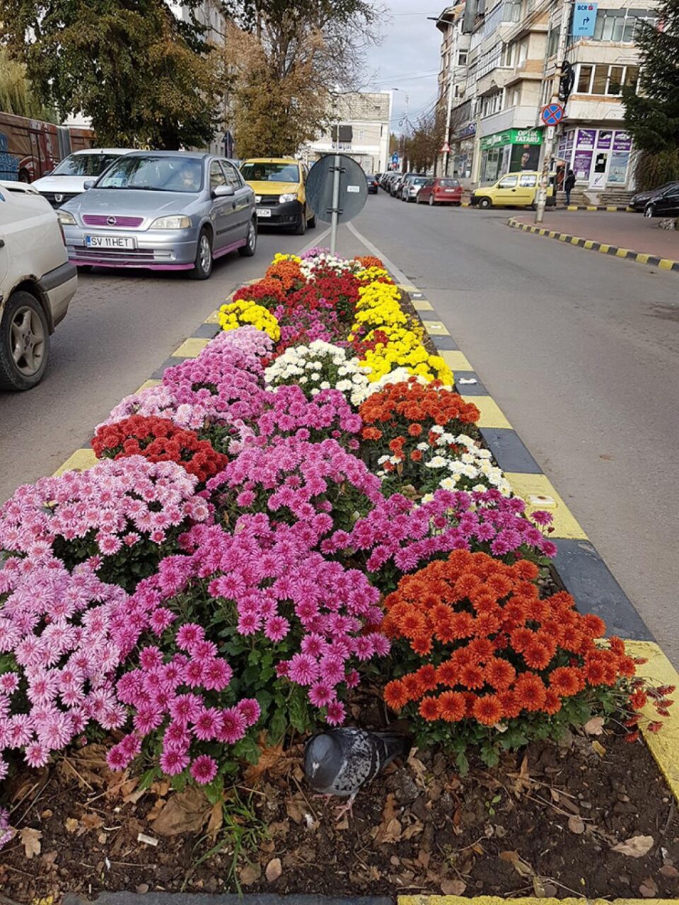 Noua seră care va furniza florile pentru înfrumusețarea străzilor Sucevei va fi construită în 12 luni