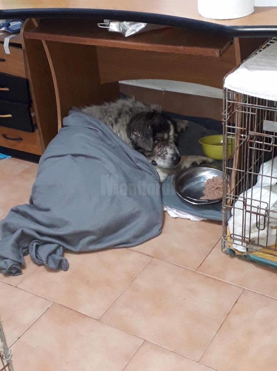 Ciobanescul sfasiat de caini de luptă, la Broșteni, dupa ingrijirile medicale