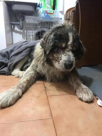 Dosar penal pentru un tânăr care și-a asmuțit câinii de luptă asupra unui câine comunitar, după ce la poliție au ajuns peste 200 de plângeri