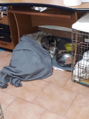 Dosar penal pentru un tânăr care și-a asmuțit câinii de luptă asupra unui câine comunitar, după ce la poliție au ajuns peste 200 de plângeri