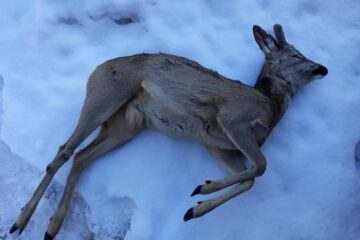 Bărbați acuzați de braconaj după ce au fost prinși cu două carcase de căprior FOTO ziardehunedoara.ro