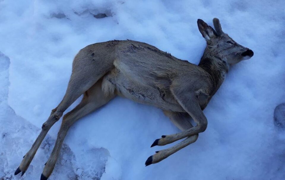 Bărbați acuzați de braconaj după ce au fost prinși cu două carcase de căprior FOTO ziardehunedoara.ro