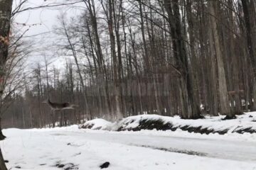 Saltul unei ciute la Marginea