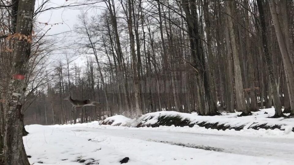Saltul unei ciute la Marginea