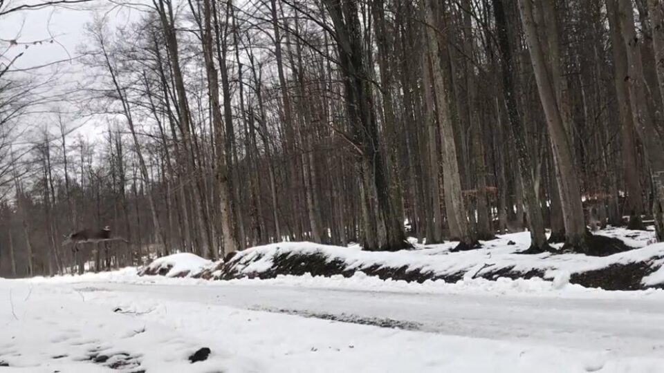 Imagini spectaculoase cu salturile unor ciute la Marginea