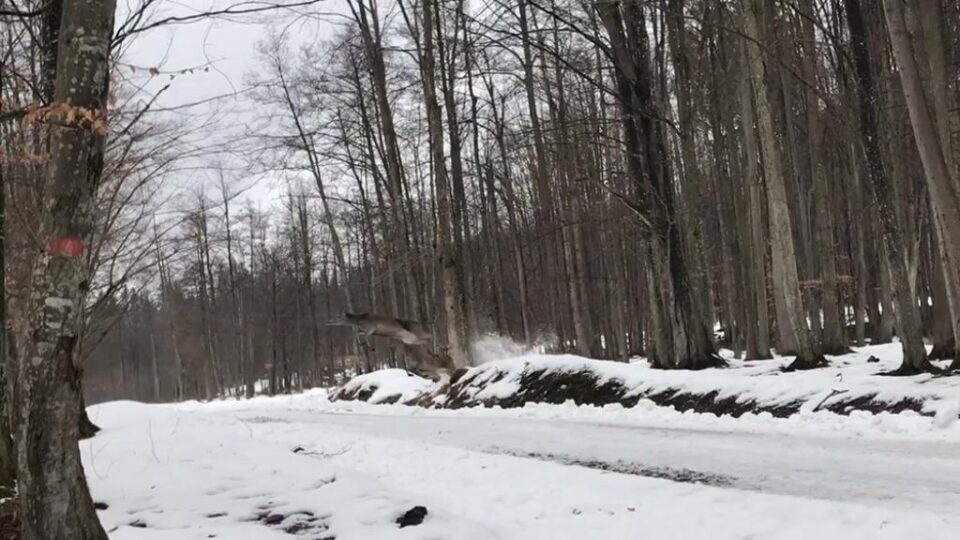 Imagini spectaculoase cu salturile unor ciute la Marginea