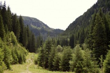Multe dintre unitățile de cult ortodox din județul Suceava, acționate în judecată de Regia Națională a Pădurilor (RNP) Romsilva, și-au recăpătat în instanță drepturile asupra suprafețelor de pădure deținute