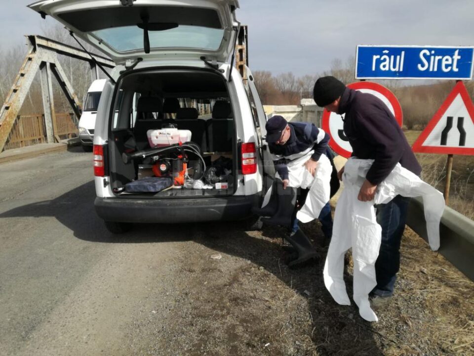 Animalele au fost asomate imediat la fața locului și duse direct la incinerare