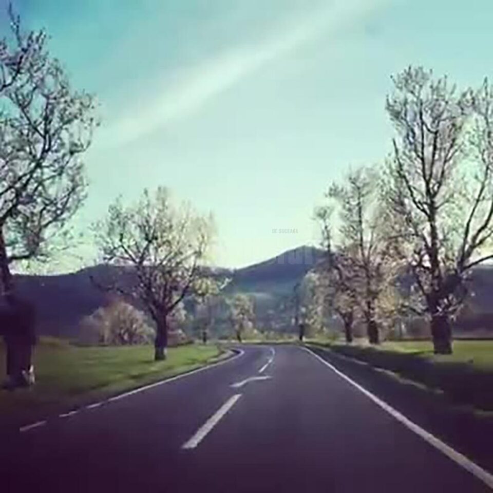 Bătrânii cireși care străjuiau drumul național 2H, de la Vicovu de Sus până la Putna