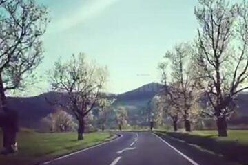 Bătrânii cireși care străjuiau drumul național 2H, de la Vicovu de Sus până la Putna