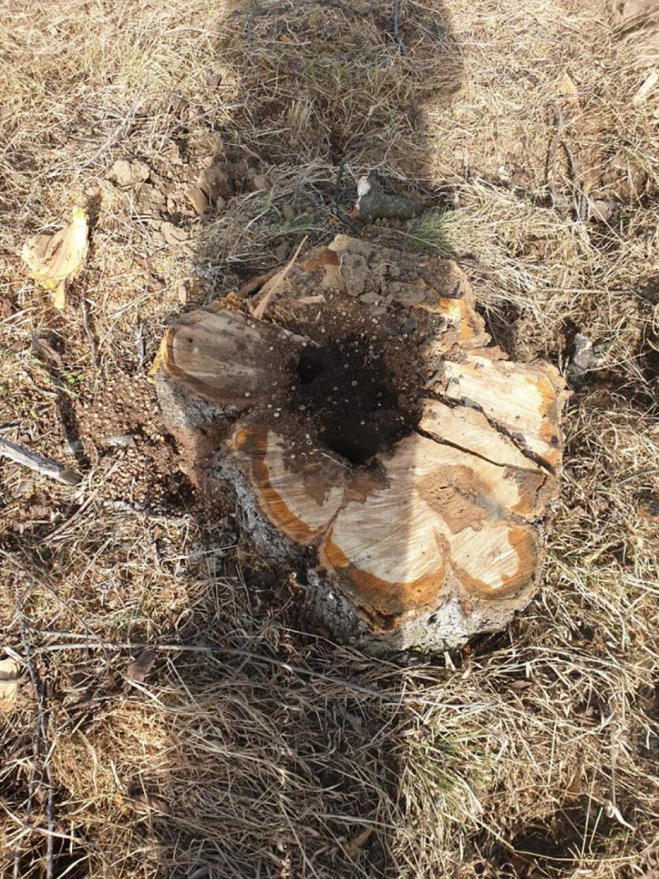 Arborii erau foarte bătrâni și reprezentau un pericol pentru siguranța circulației pe DN 2H