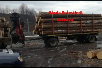 Sancțiuni de 343.000 de lei aplicate de Garda Forestieră Suceava într-o săptămână