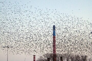 Fără dușmani naturali și cu viață lungă, populațiile de ciori se tot înmulțesc Fără dușmani naturali și cu viață lungă, populațiile de ciori se tot înmulțesc