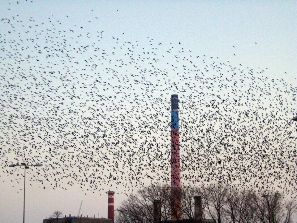 Fără dușmani naturali și cu viață lungă, populațiile de ciori se tot înmulțesc Fără dușmani naturali și cu viață lungă, populațiile de ciori se tot înmulțesc