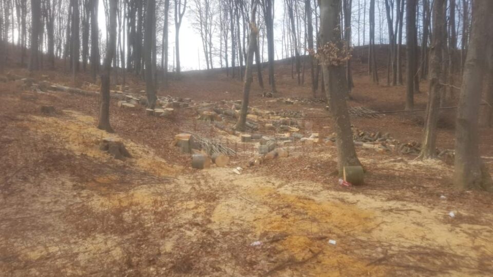 După depistarea unor tăieri ilegale de arbori la Udești, hoții de lemne s-au întors imediat în pădure și au continuat
