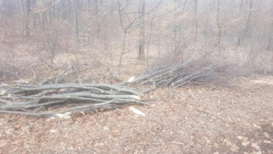 După depistarea unor tăieri ilegale de arbori la Udești, hoții de lemne s-au întors imediat în pădure și au continuat
