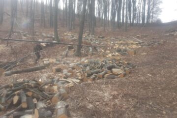 După depistarea unor tăieri ilegale de arbori la Udești, hoții de lemne s-au întors imediat în pădure și au continuat