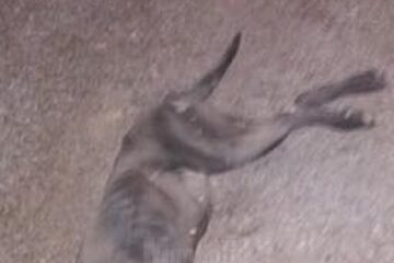 Imagini șocante, cu o cățea omorâtă după ce ar fi fost târâtă de o căruță