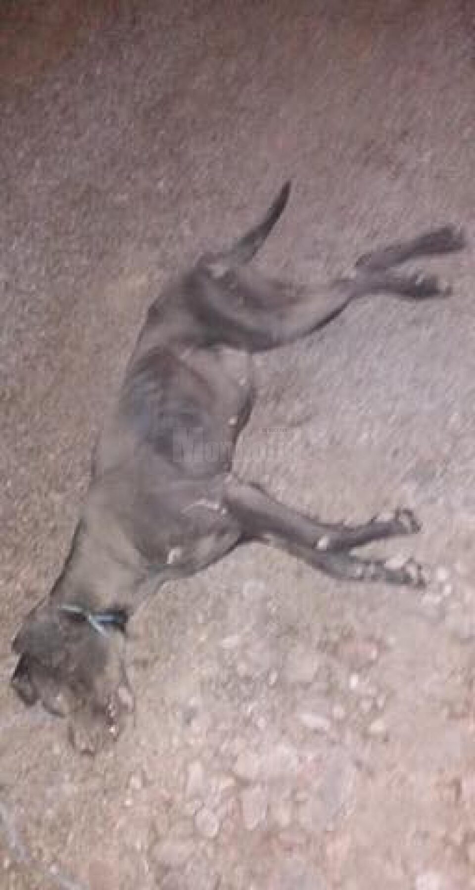 Imagini șocante, cu o cățea omorâtă după ce ar fi fost târâtă de o căruță