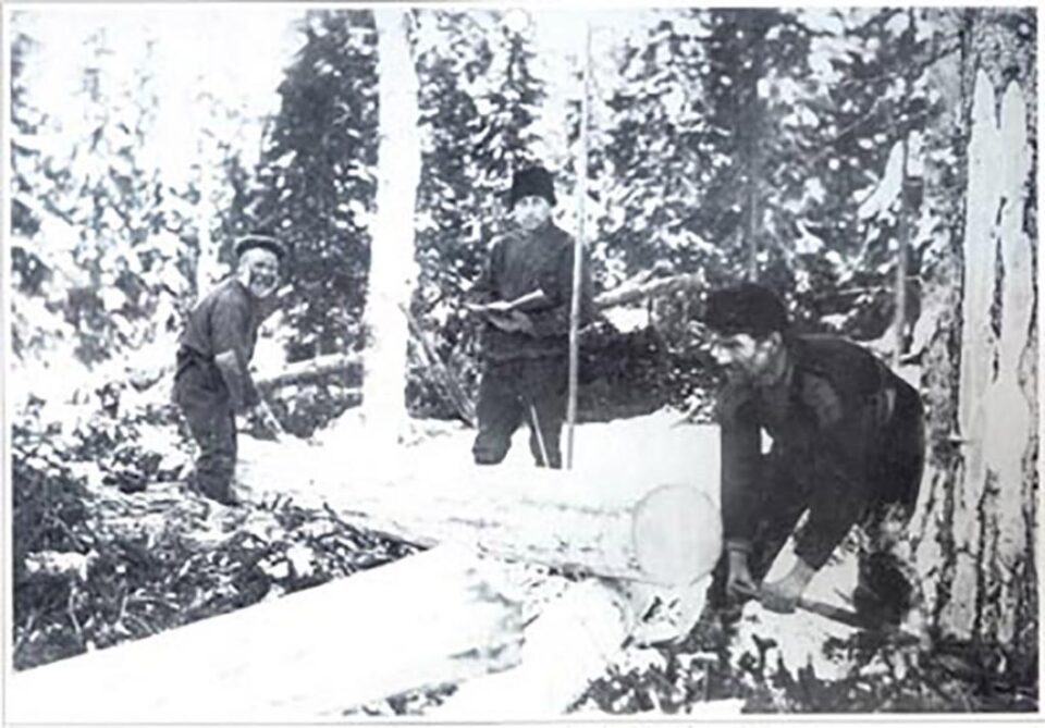 "Vânzare de lemn rotund”
